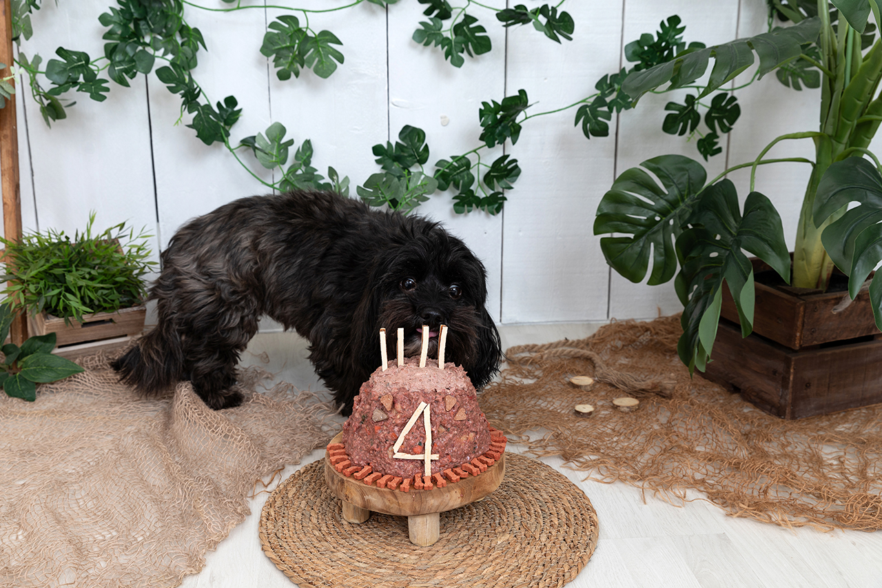 Fotografie Ine cakesmash Puk Ine van Boerdonk Fotograaf Boekel hond verjaardag 4 jaar
